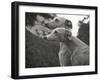 The Heads of Two Whippets Owned by Whitwell-Thomas Fall-Framed Photographic Print