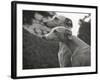 The Heads of Two Whippets Owned by Whitwell-Thomas Fall-Framed Photographic Print