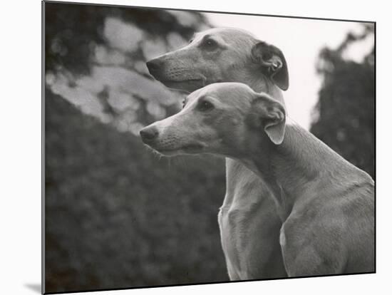 The Heads of Two Whippets Owned by Whitwell-Thomas Fall-Mounted Photographic Print