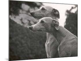 The Heads of Two Whippets Owned by Whitwell-Thomas Fall-Mounted Photographic Print