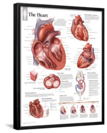 'The Heart Educational Chart Poster' Posters | AllPosters.com
