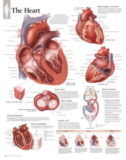 Poster, , large