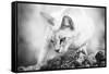 The Heart of a Lion-Jon Bertelli-Framed Stretched Canvas