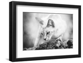 The Heart of a Lion-Jon Bertelli-Framed Photographic Print