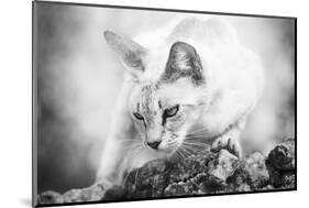 The Heart of a Lion-Jon Bertelli-Mounted Photographic Print