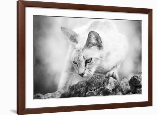 The Heart of a Lion-Jon Bertelli-Framed Photographic Print