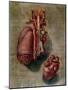 The Heart, Plate from Anatomy of the Visceras-Arnauld Eloi Gautier D'agoty-Mounted Giclee Print