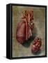 The Heart, Plate from Anatomy of the Visceras-Arnauld Eloi Gautier D'agoty-Framed Stretched Canvas