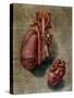 The Heart, Plate from Anatomy of the Visceras-Arnauld Eloi Gautier D'agoty-Stretched Canvas