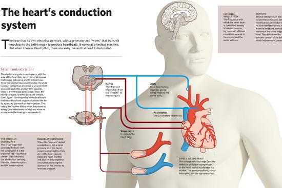 'The heart’s conduction system.' Photographic Print | AllPosters.com