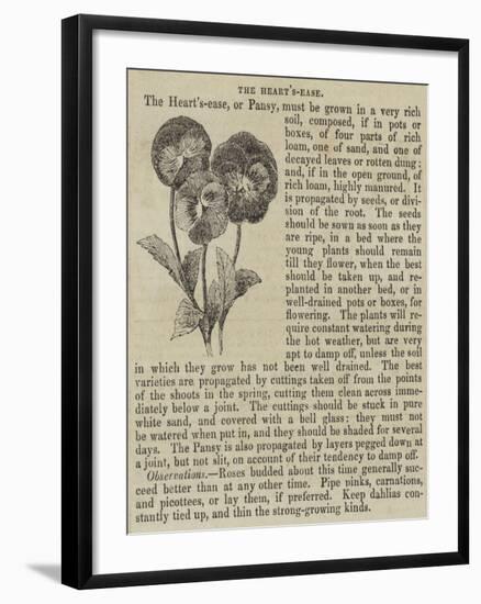 The Heart'S-Ease-null-Framed Giclee Print