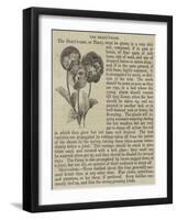 The Heart'S-Ease-null-Framed Giclee Print