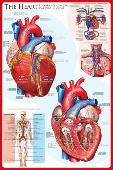 Poster, , large