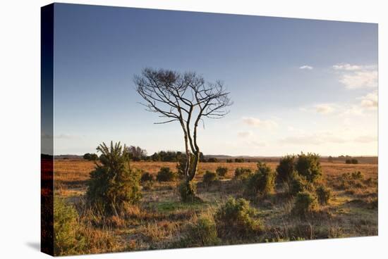 The Heathland of the New Forest at the End of a Winter's Day-Julian Elliott-Stretched Canvas