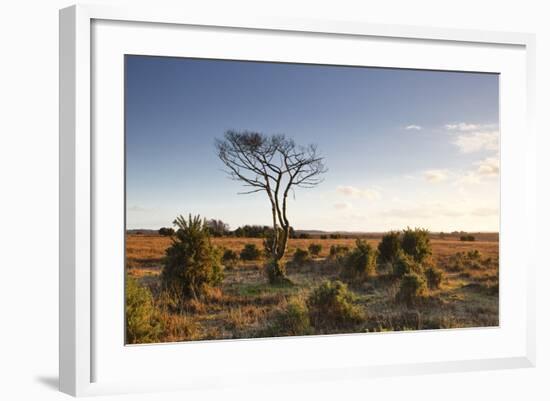 The Heathland of the New Forest at the End of a Winter's Day-Julian Elliott-Framed Photographic Print