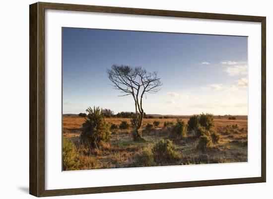 The Heathland of the New Forest at the End of a Winter's Day-Julian Elliott-Framed Photographic Print