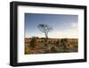 The Heathland of the New Forest at the End of a Winter's Day-Julian Elliott-Framed Photographic Print