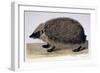 The Hedgehog, 1761-1766-Peter Paillou-Framed Giclee Print