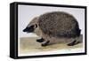 The Hedgehog, 1761-1766-Peter Paillou-Framed Stretched Canvas