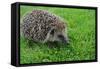 The Hedgehog-XXsabrinaXX-Framed Stretched Canvas