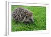 The Hedgehog-XXsabrinaXX-Framed Photographic Print