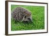 The Hedgehog-XXsabrinaXX-Framed Photographic Print