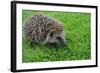 The Hedgehog-XXsabrinaXX-Framed Photographic Print