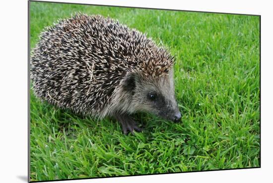 The Hedgehog-XXsabrinaXX-Mounted Photographic Print