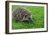 The Hedgehog-XXsabrinaXX-Framed Photographic Print