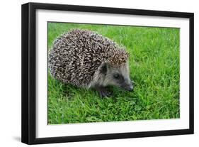 The Hedgehog-XXsabrinaXX-Framed Photographic Print