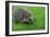 The Hedgehog-XXsabrinaXX-Framed Photographic Print