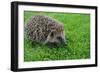 The Hedgehog-XXsabrinaXX-Framed Photographic Print