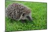 The Hedgehog-XXsabrinaXX-Mounted Photographic Print