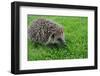 The Hedgehog-XXsabrinaXX-Framed Photographic Print