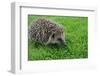 The Hedgehog-XXsabrinaXX-Framed Photographic Print