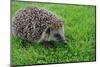 The Hedgehog-XXsabrinaXX-Mounted Photographic Print