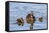 The Hen and Young Mallard Chicks Cruising the Waters of Lake Murray-Michael Qualls-Framed Stretched Canvas