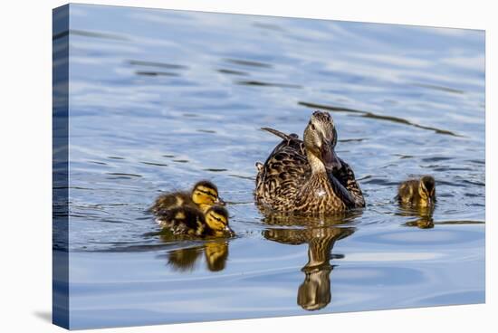 The Hen and Young Mallard Chicks Cruising the Waters of Lake Murray-Michael Qualls-Stretched Canvas