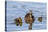 The Hen and Young Mallard Chicks Cruising the Waters of Lake Murray-Michael Qualls-Stretched Canvas