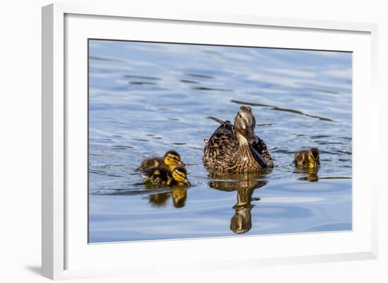 The Hen and Young Mallard Chicks Cruising the Waters of Lake Murray-Michael Qualls-Framed Photographic Print