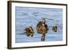 The Hen and Young Mallard Chicks Cruising the Waters of Lake Murray-Michael Qualls-Framed Photographic Print
