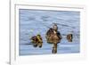 The Hen and Young Mallard Chicks Cruising the Waters of Lake Murray-Michael Qualls-Framed Photographic Print