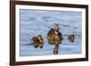The Hen and Young Mallard Chicks Cruising the Waters of Lake Murray-Michael Qualls-Framed Photographic Print