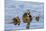 The Hen and Young Mallard Chicks Cruising the Waters of Lake Murray-Michael Qualls-Mounted Photographic Print