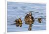 The Hen and Young Mallard Chicks Cruising the Waters of Lake Murray-Michael Qualls-Framed Photographic Print