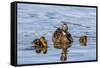 The Hen and Young Mallard Chicks Cruising the Waters of Lake Murray-Michael Qualls-Framed Stretched Canvas