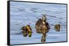 The Hen and Young Mallard Chicks Cruising the Waters of Lake Murray-Michael Qualls-Framed Stretched Canvas