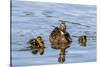 The Hen and Young Mallard Chicks Cruising the Waters of Lake Murray-Michael Qualls-Stretched Canvas