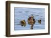 The Hen and Young Mallard Chicks Cruising the Waters of Lake Murray-Michael Qualls-Framed Photographic Print