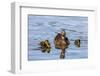 The Hen and Young Mallard Chicks Cruising the Waters of Lake Murray-Michael Qualls-Framed Photographic Print